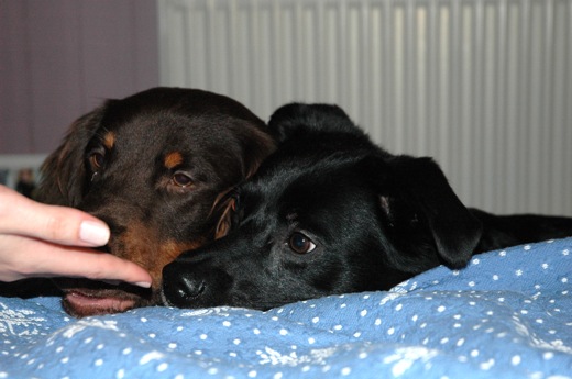 Fritzi & Louie