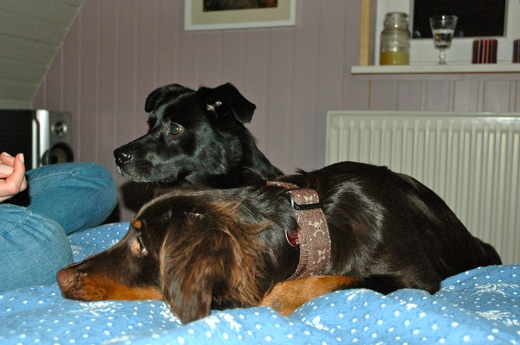 Fritzi & Louie