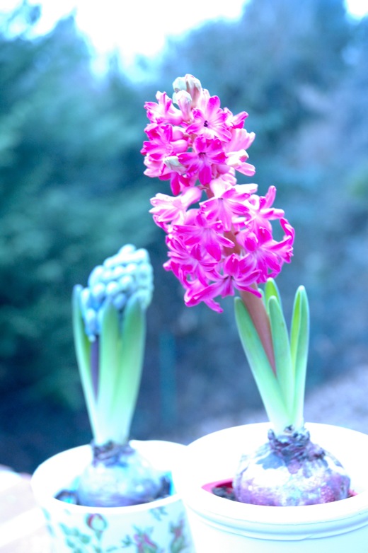 hyacinth