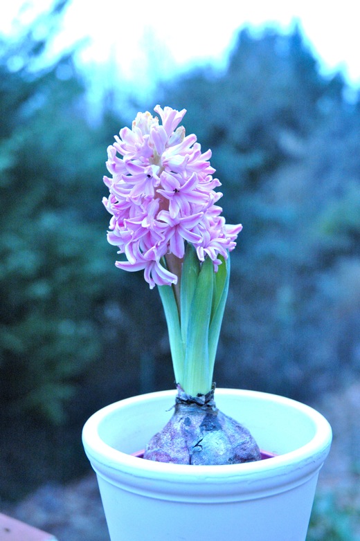 hyacinth