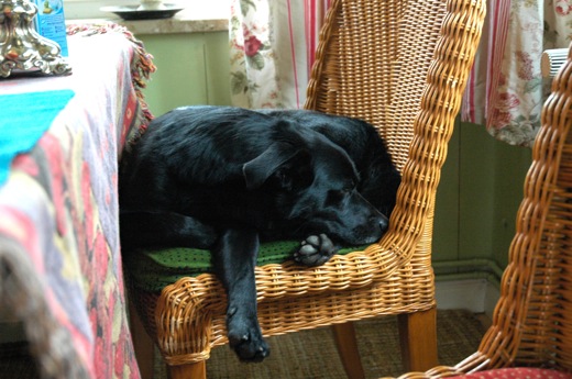 Lazy Fritzi on his chair