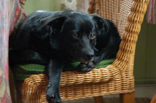 Fritzi
