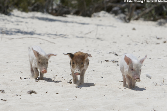 Baby pigs at the beach