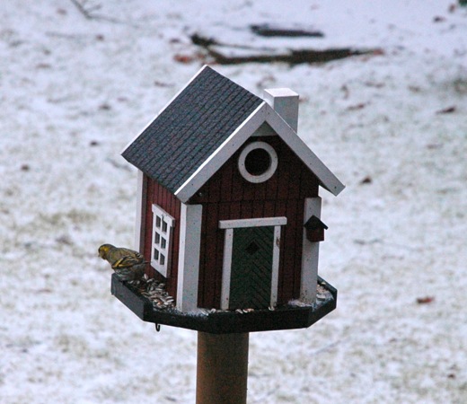 eating bird