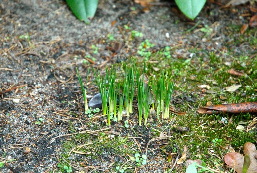 spring flowers