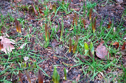 spring flowers