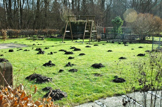 Poor garden owner...
