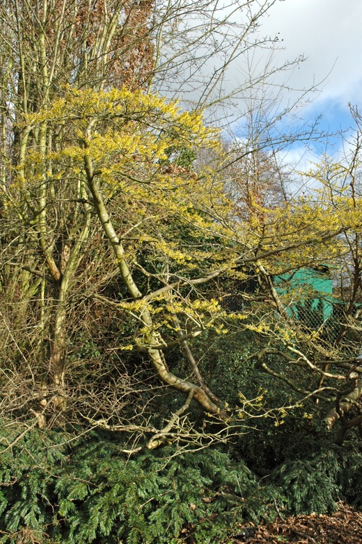 witch hazel