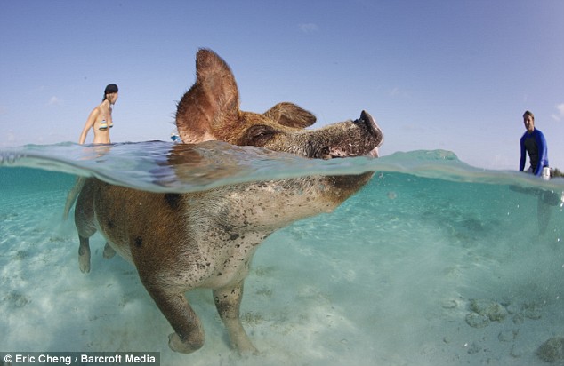pig in the water