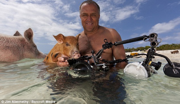 Pig and photographer