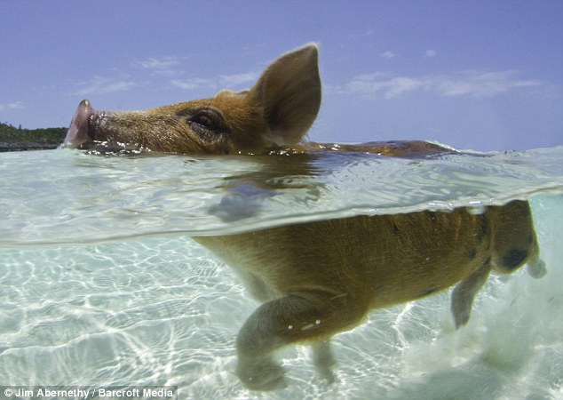 just keep swimming