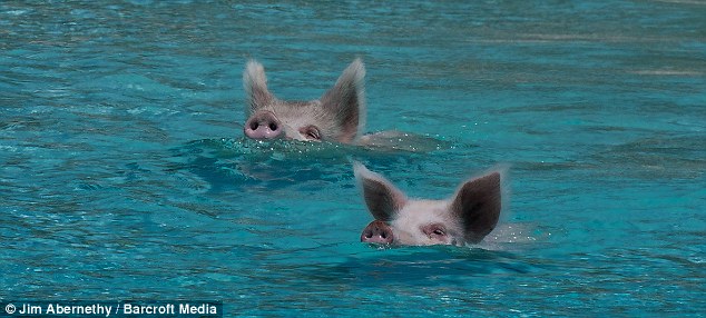 swimming pigs