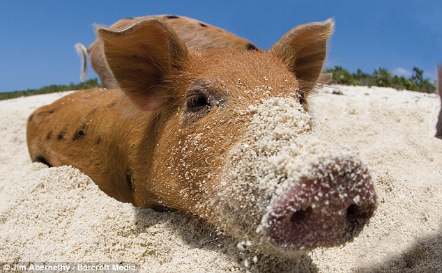 chilling in the sand