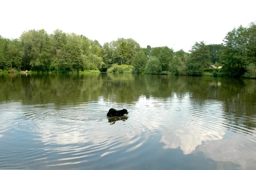 Fritzi in the lake
