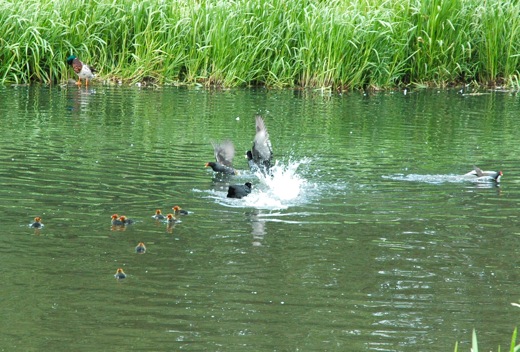 moorhen chicks