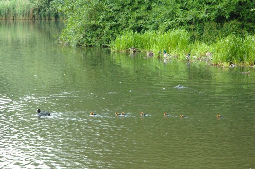Moorhen chicks