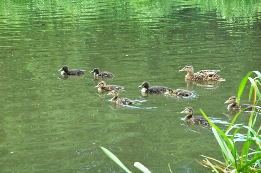 duck family