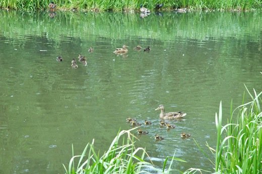 duck families