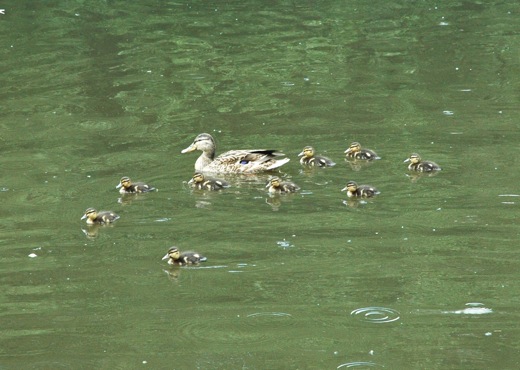young duck chicks