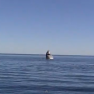 One happy whale
