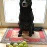 Fritzi and his tennis balls