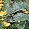 Fairy tale forest