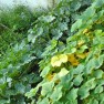 vegetable garden
