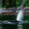 whale video