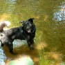 Fritzi and his favorite element: water