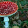 Fliegenpilz
