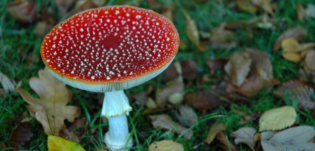 Fliegenpilz