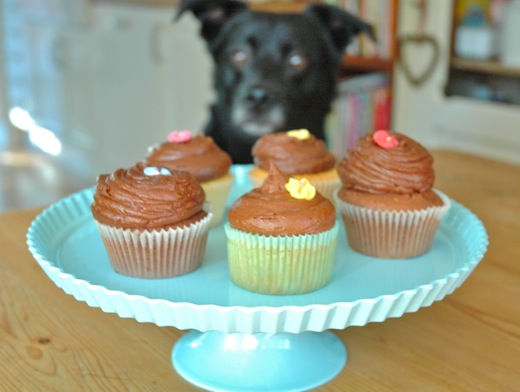 Fritzi surely wouldn't mind to try one....