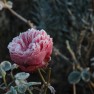 Frosted rose