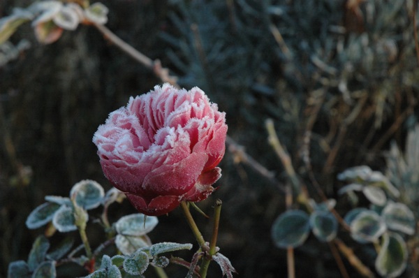 Frosted rose