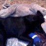 Fritzi laying next to his "Elefanti"-teddy