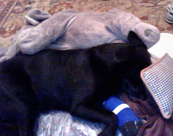 Fritzi laying next to his "Elefanti"-teddy