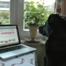 Dog infront of computer