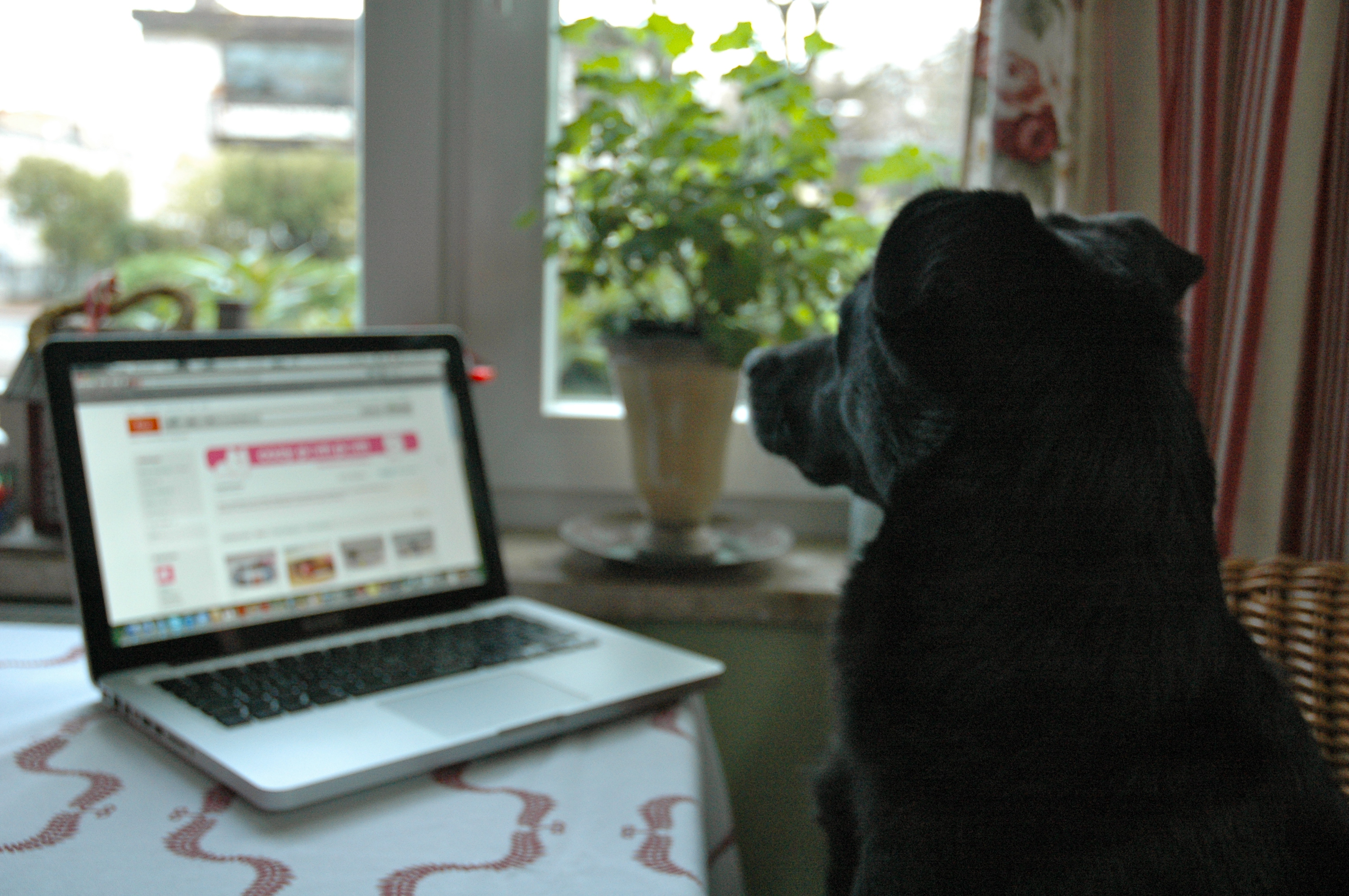 Dog infront of computer