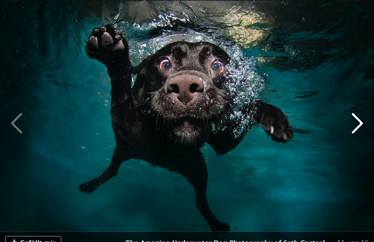 Underwater dog (Via: www.littlefriendsphoto.com) Underwater dog (Via: www.littlefriendsphoto.com)