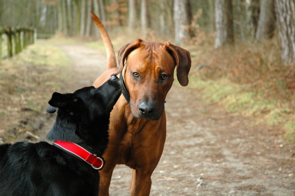 Wonder what he whisperes in his ear!
