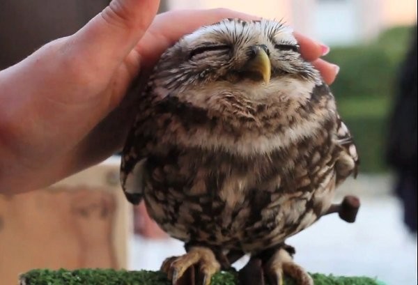 Baby owl