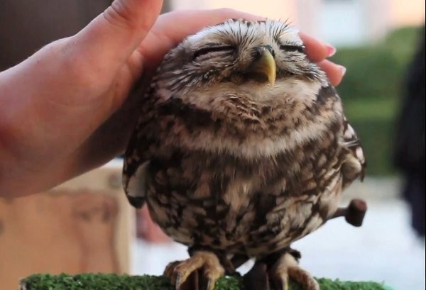 http://www.greenderella.com/wp-content/uploads/2012/02/baby-owl.jpg