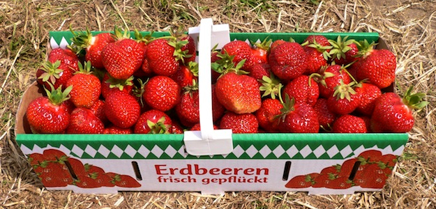 erdbeeren
