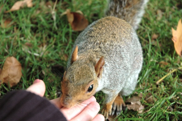 Squirrel in a London park