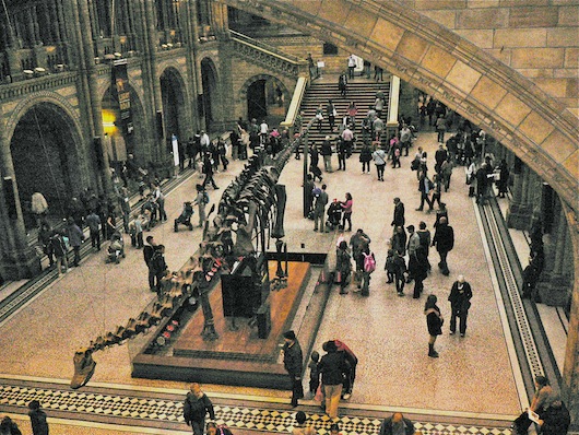 Museum of Natural History London