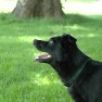 Fritzi