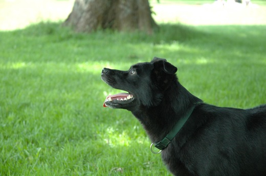 Fritzi