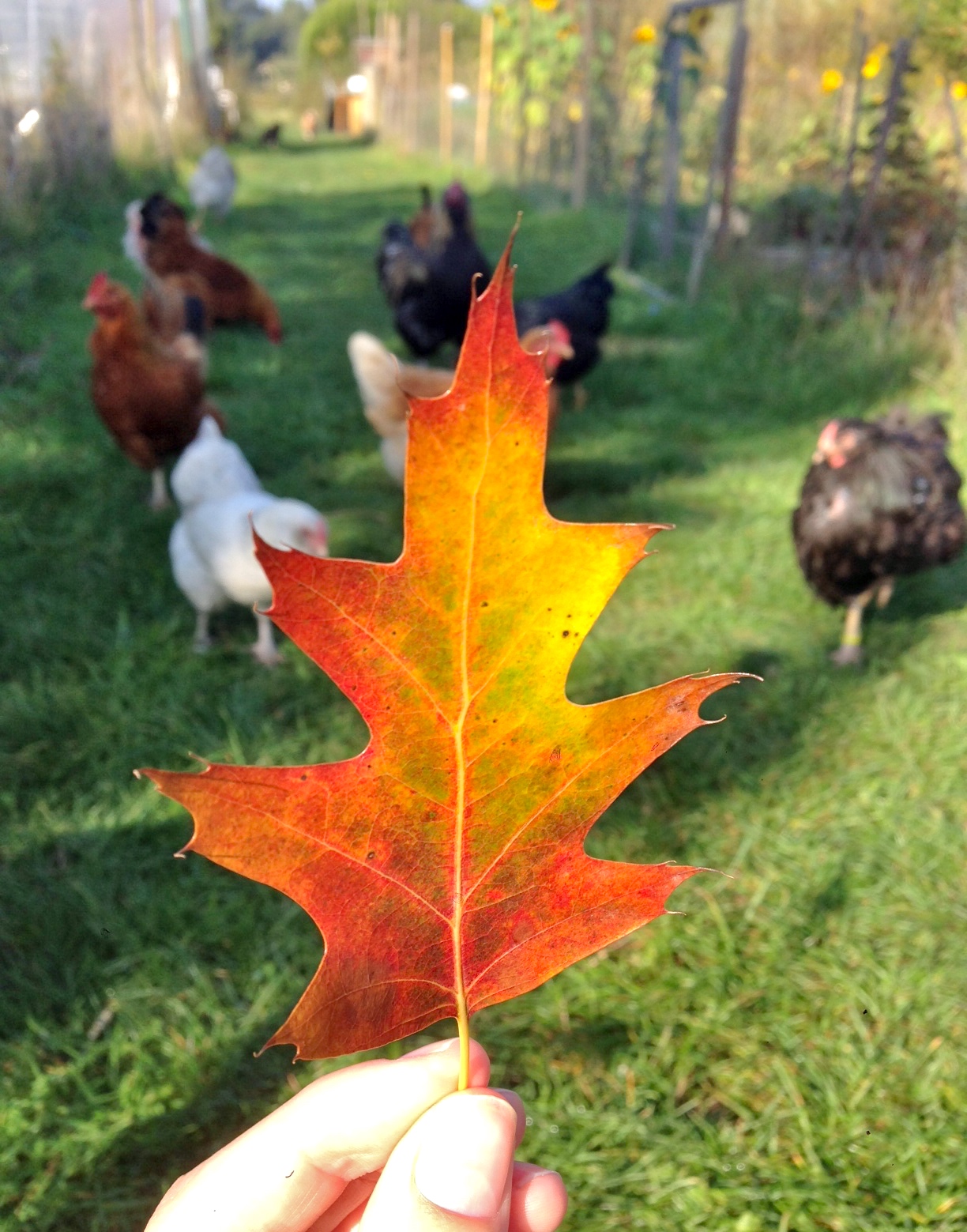 October Leaf