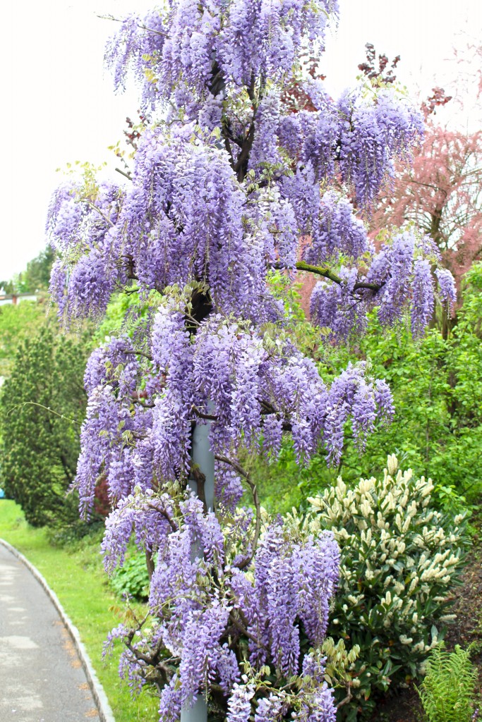 Wisteria ♥